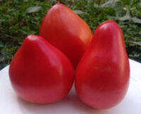 Cuore de Toro (Сердце быка, Бычье сердце)