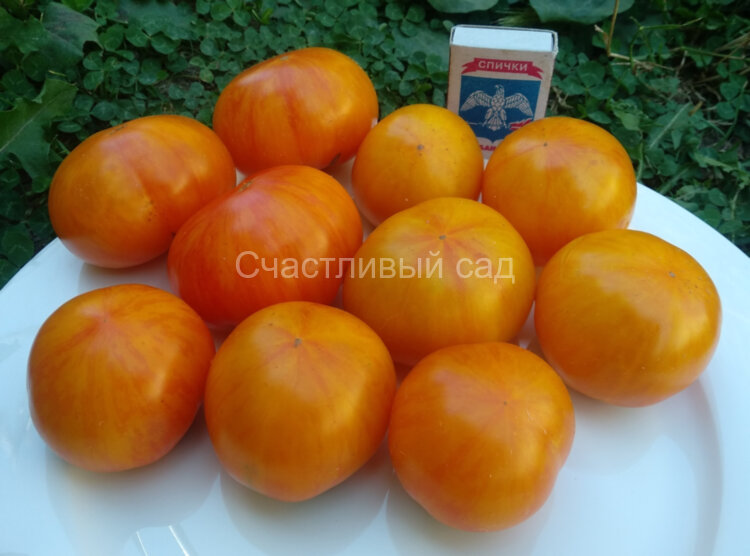 Dean’s Haley’s Rainbow (Радуга Хейли) Dean’s Haley’s Rainbow (Радуга Хейли)