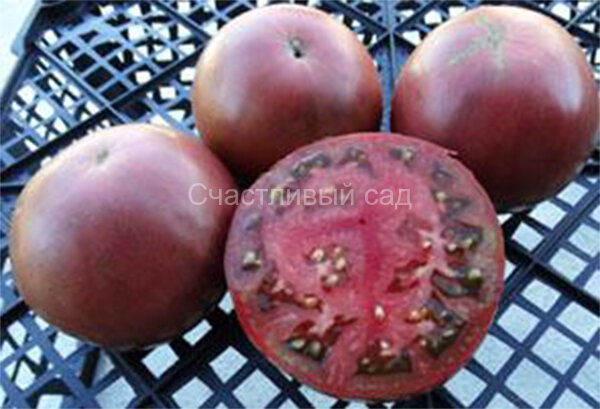 Indian Dark Violet Beefsteak (Темно-фиолетовый индейский бифштекс) Indian Dark Violet Beefsteak (Темно-фиолетовый индейский бифштекс)