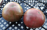Dana’s Dusky Rose (Мглистая роза Дэна)