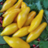 Bananu (Банану)