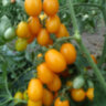 Datterini Yellow (Даттерини желтые)