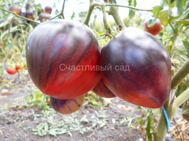 KAS 21 (КАС 21)