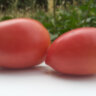 Kalman’s Hungarian Pink (Кальмана Венгерский розовый)