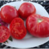 Dwarf Arctic Rose (Гном Арктическая роза, Гном Арктик Роуз)