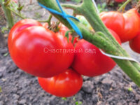 Milka's Red Bulgarian (Красный болгарский Милка)