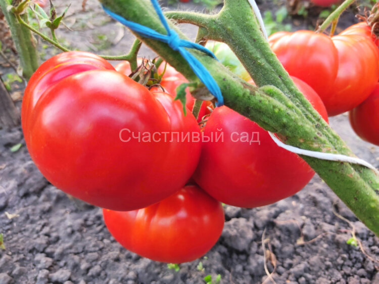 Milka's Red Bulgarian (Красный болгарский Милка) Milka's Red Bulgarian (Красный болгарский Милка)