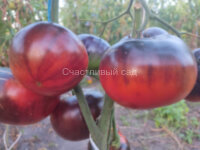 Galaktion (Галактион) 