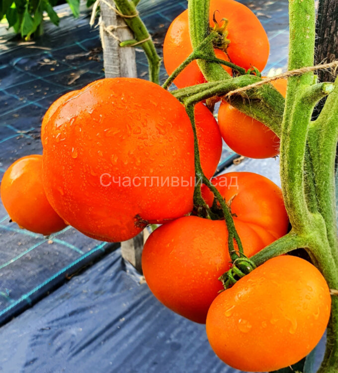 Минусинский оранжевый (Minusinsk Orange) Минусинский оранжевый (Minusinsk Orange)