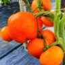 Минусинский оранжевый (Minusinsk Orange) Минусинский оранжевый (Minusinsk Orange)