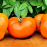 Минусинский оранжевый (Minusinsk Orange) Минусинский оранжевый (Minusinsk Orange)
