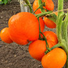 Минусинский оранжевый (Minusinsk Orange) Минусинский оранжевый (Minusinsk Orange)