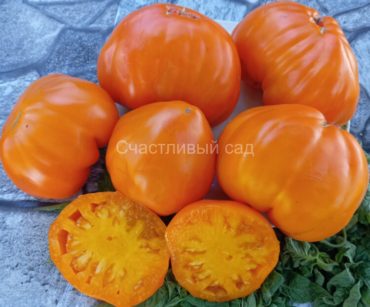 Золотой гребень (Cresta di Oro)