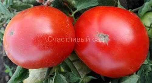 Резонанс