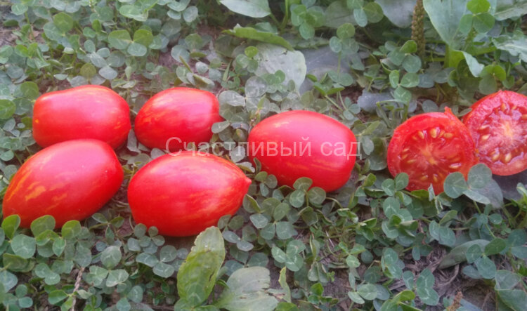 Tonnelet (Тоннелет)