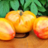 Dwarf Gloria's Treat (Гном Угощение Глории) Dwarf Gloria's Treat (Гном Угощение Глории)