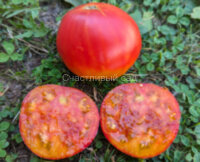 Dwarf Gloria's Treat (Гном Угощение Глории)