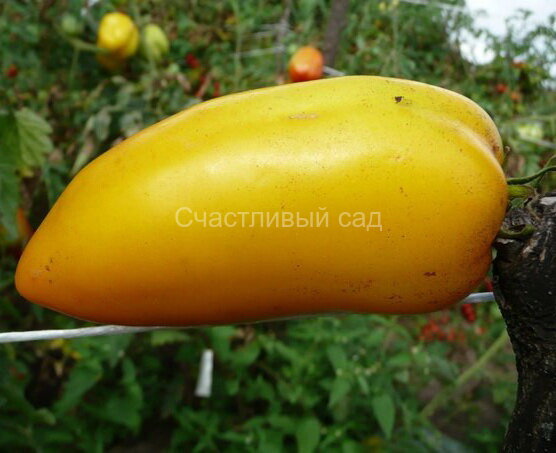 . Тюльпан оранжевый
