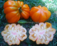 Florentine Beauty yellow (Флорентийская красавица желтая)