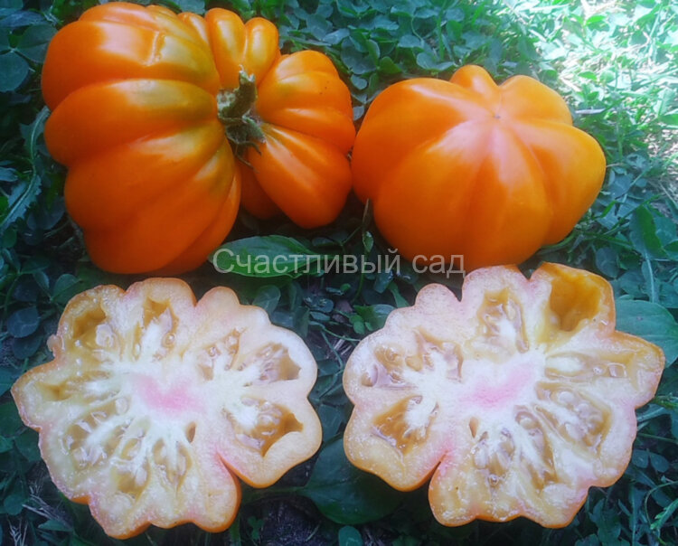 Florentine Beauty yellow (Флорентийская красавица желтая)