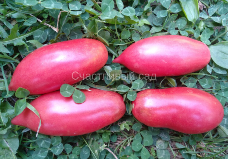Сливка Гурман розовая (Slivka Gurman pink) Сливка Гурман розовая (Slivka Gurman pink)