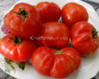 Dwarf Recessive (Гном Рецессивный)