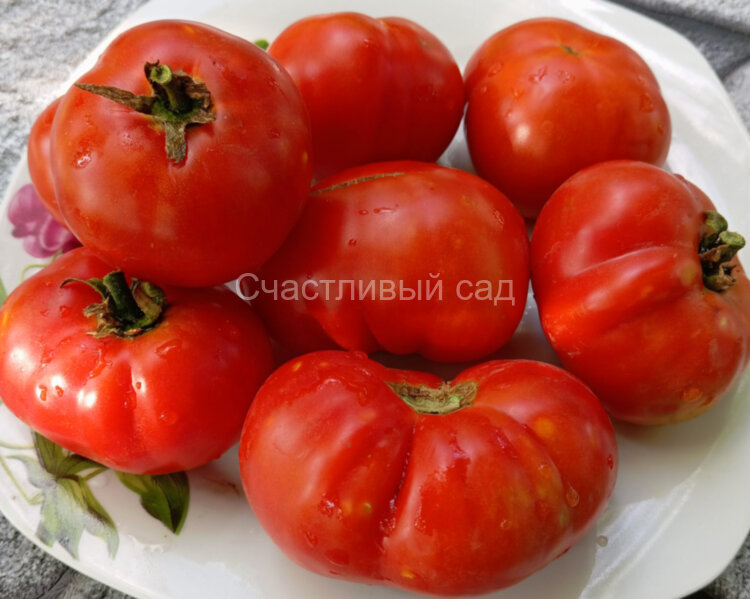 Dwarf Recessive (Гном Рецессивный)