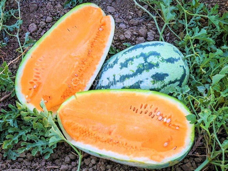 Арбуз Tendersweet orange (Тендерсвит оранжевый)