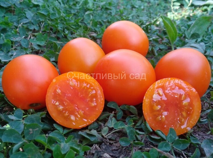 Экспериенс