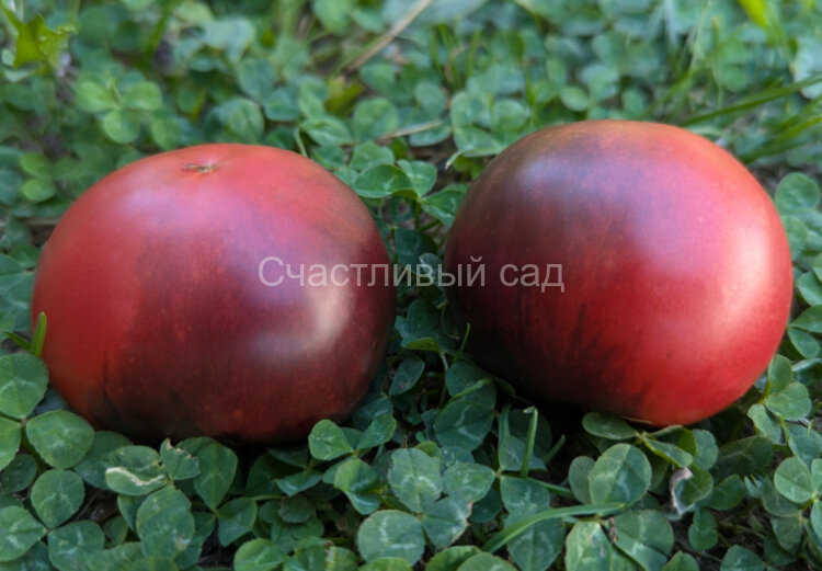 Gondwana Rose (Гном Роза Гондвана) Gondwana Rose (Гном Роза Гондвана)