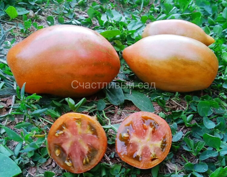 Kozula 90 (Козула 90) (Purple Russian x Black Zebra) Kozula 90 (Козула 90) (Purple Russian x Black Zebra)