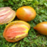 Kozula 90 (Козула 90) (Purple Russian x Black Zebra) Kozula 90 (Козула 90) (Purple Russian x Black Zebra)