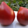 Linnaeus heart (Сердце Линнея) Linnaeus heart (Сердце Линнея)