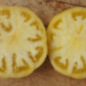 Dwarf Golden Gypsy (Гном Золотой цыган)