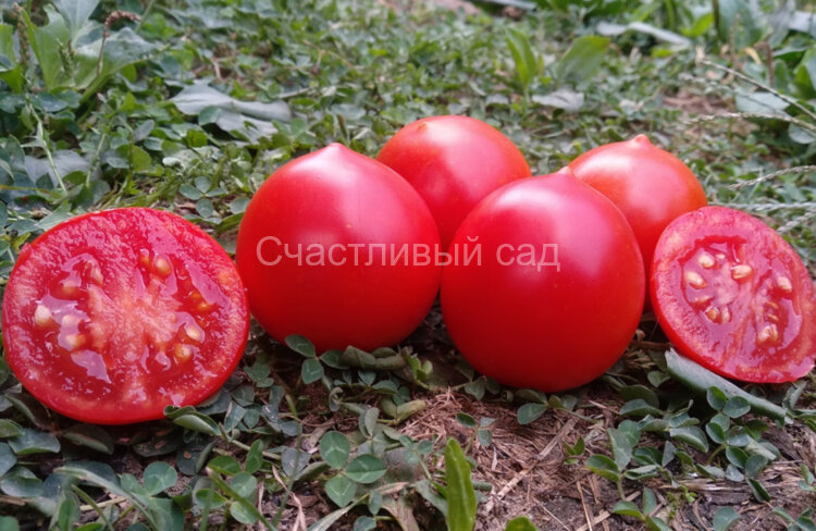 Смелянский Рудаса