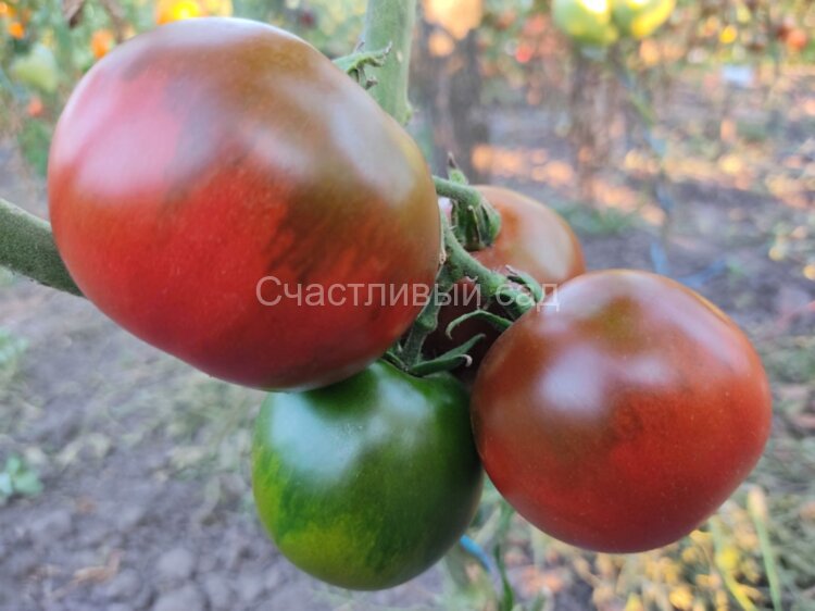Kumato (Кумато) Kumato (Кумато)