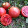 Dwarf Mary’s Cherry (Гном Вишня Мэри)
