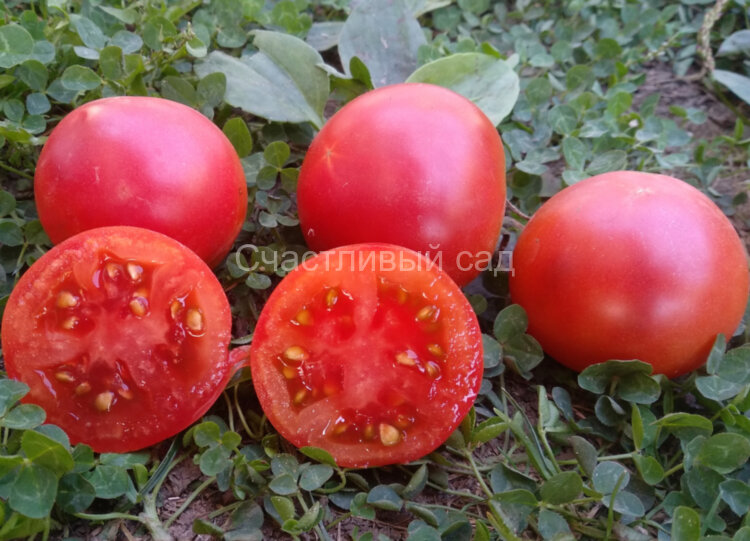 Dwarf Mary’s Cherry (Гном Вишня Мэри)