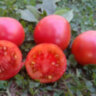 Dwarf Mary’s Cherry (Гном Вишня Мэри)
