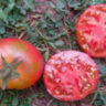 Dwarf Mary’s Cherry (Гном Вишня Мэри)