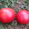 Dwarf Mary’s Cherry (Гном Вишня Мэри)