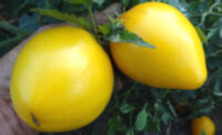 Dwarf Golden Heart (Гном Золотое сердце)