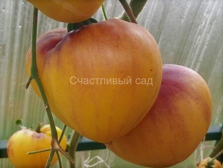 Sgt. Peppers Yellow (Сержант Пеппер жёлтый) Sgt. Peppers Yellow (Сержант Пеппер жёлтый)