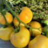 Sgt. Peppers Yellow (Сержант Пеппер жёлтый) Sgt. Peppers Yellow (Сержант Пеппер жёлтый)