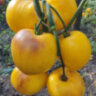 Sgt. Peppers Yellow (Сержант Пеппер жёлтый) Sgt. Peppers Yellow (Сержант Пеппер жёлтый)