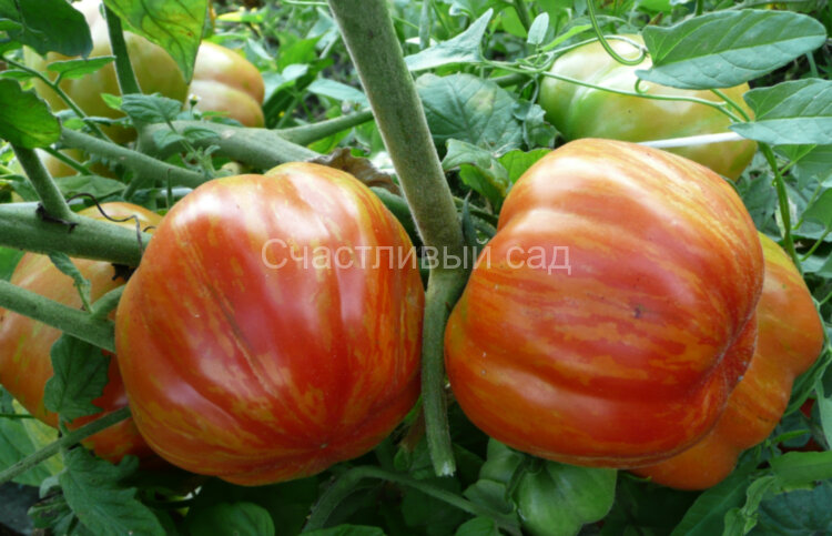 Страйпет стаффер (Striped Stuffer)